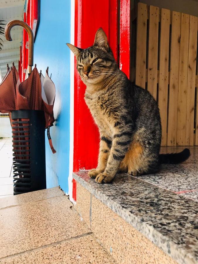 Pequi Hostel Флорианополис Экстерьер фото